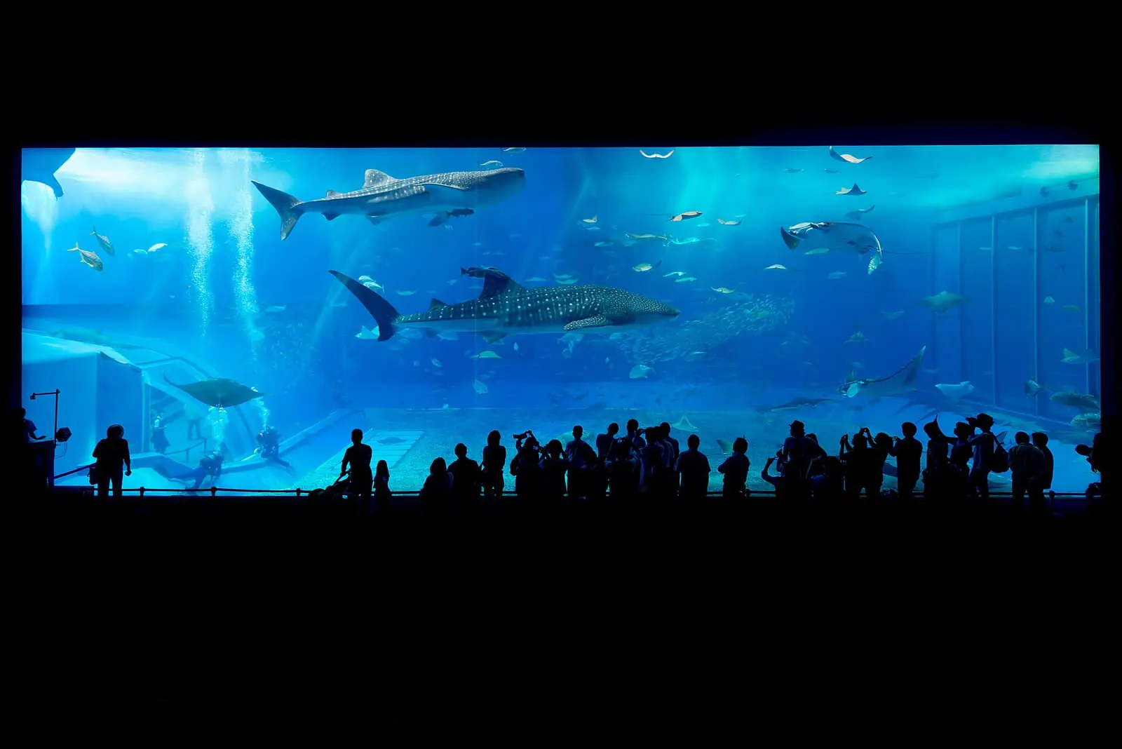 沖縄美ら海水族館の大水槽「黒潮の海」を泳ぐジンベエザメと来館者のシルエット