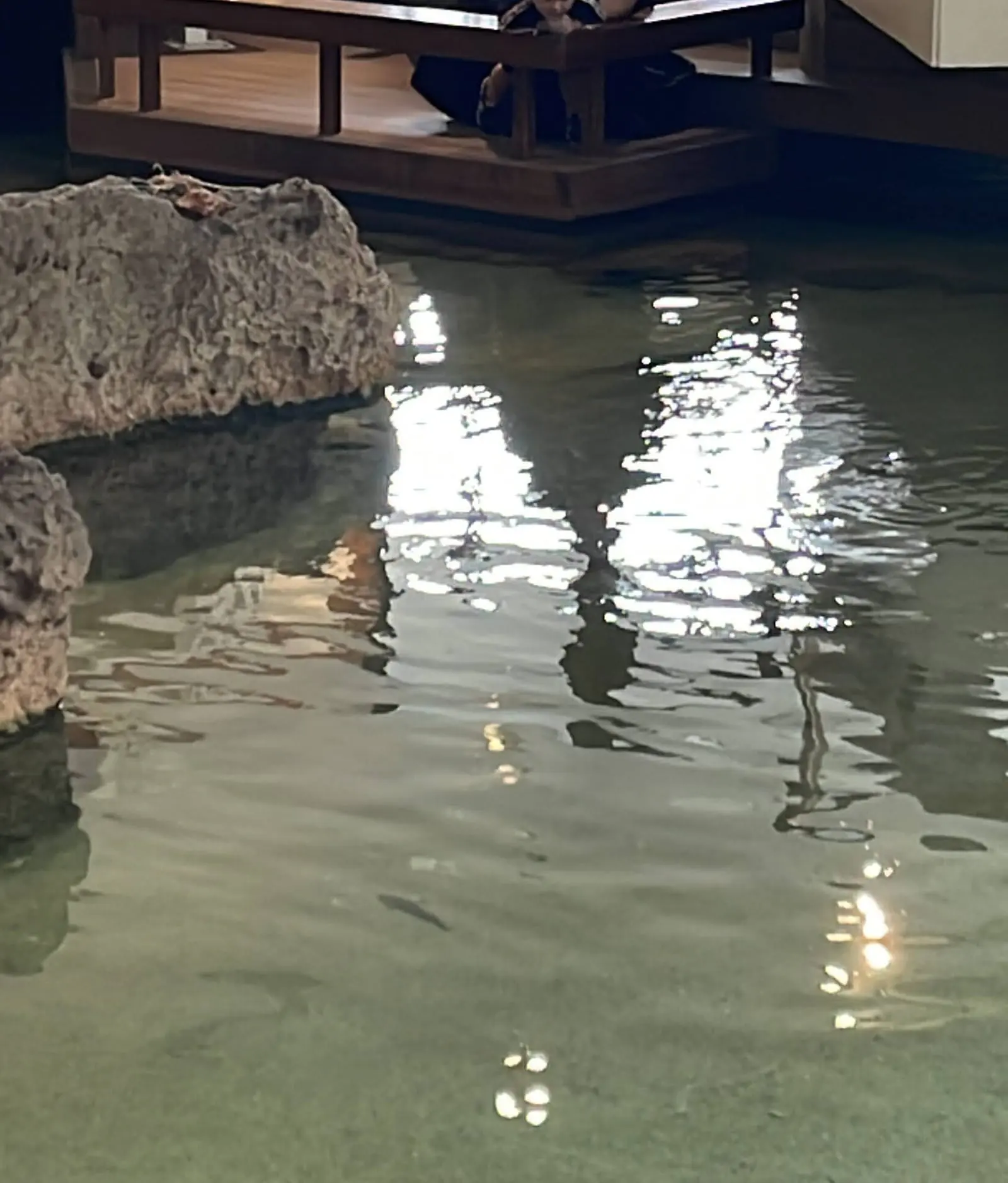 ロビーにある海水の池。岩に囲まれた水面に魚が泳いでいる