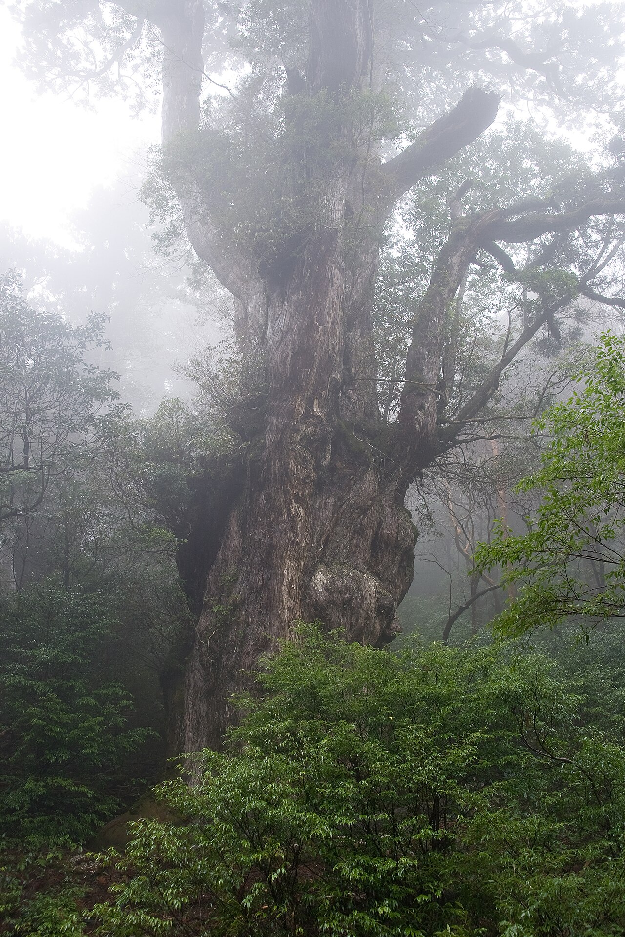 縄文杉。太くうねるような幹をもつ巨大な屋久杉が森の中にそびえ立つ